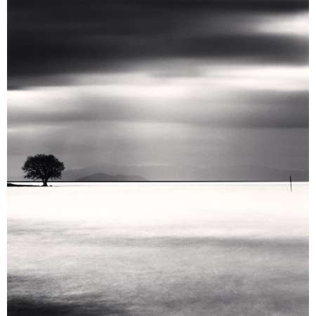 Biwa Lake Tree, Study 5, Omi, Honshu, Japan