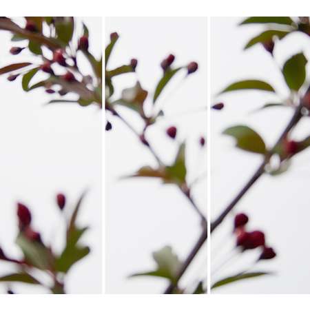 Crabapple No.4