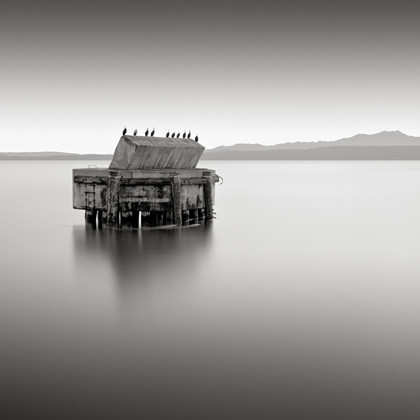 Ten Cormorants, Port Townsend, Washington