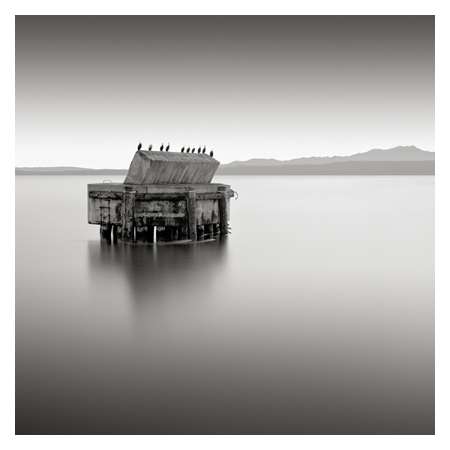 Ten Cormorants, Port Townsend, Washington