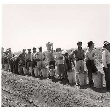 Migrant Pea Pickers near Westley, CA