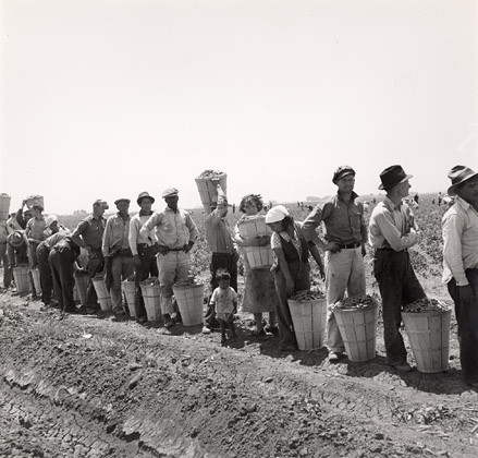 Migrant Pea Pickers near Westley, CA