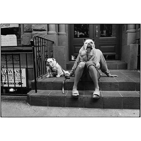 New York City (Two Bulldogs)