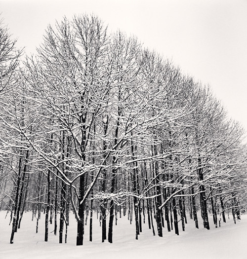 Forest Snow, Sakkuru-Otoineppu, Hokkaido