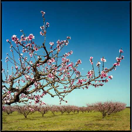 Peach Blossoms