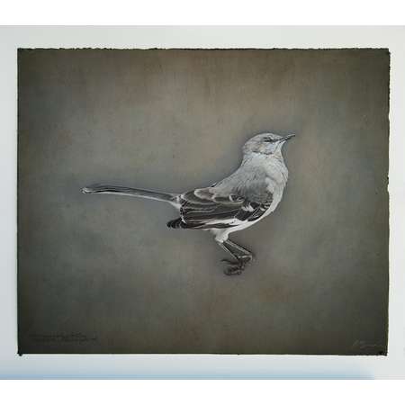 Northern Mockingbird