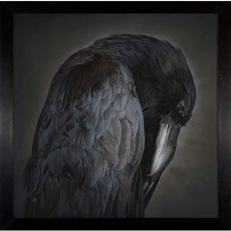 Portrait of a Raven