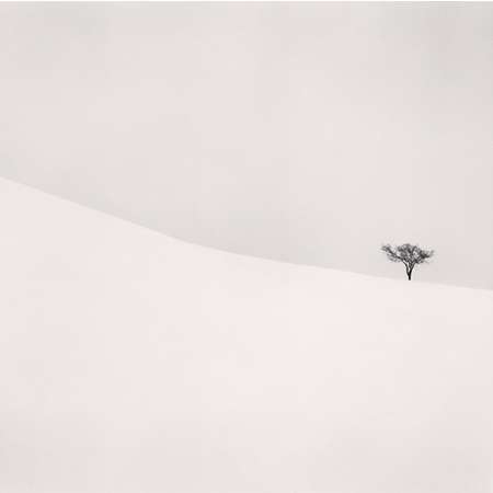 Single Tree, Mita, Hokkaido, Japan