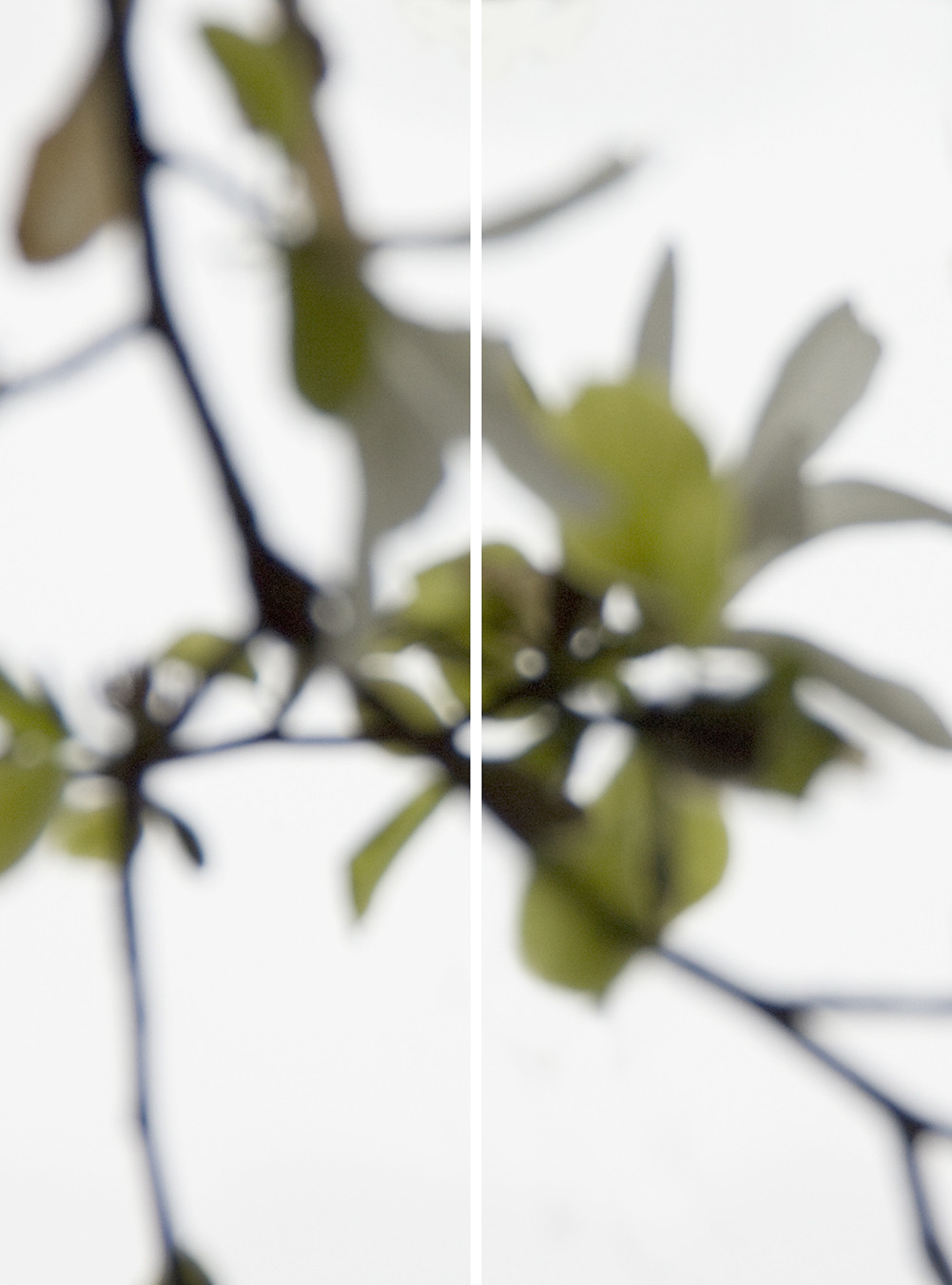 Star Magnolia Greening No.2