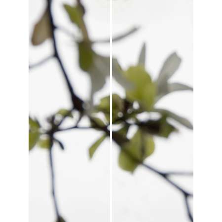 Star Magnolia Greening No.2