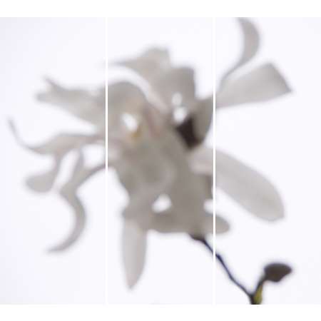 Star Magnolia No. 5