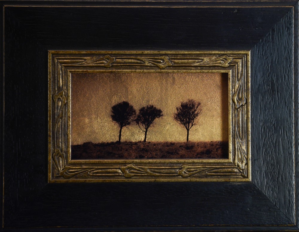 Three Sheoak Trees, Mid North, South Australia