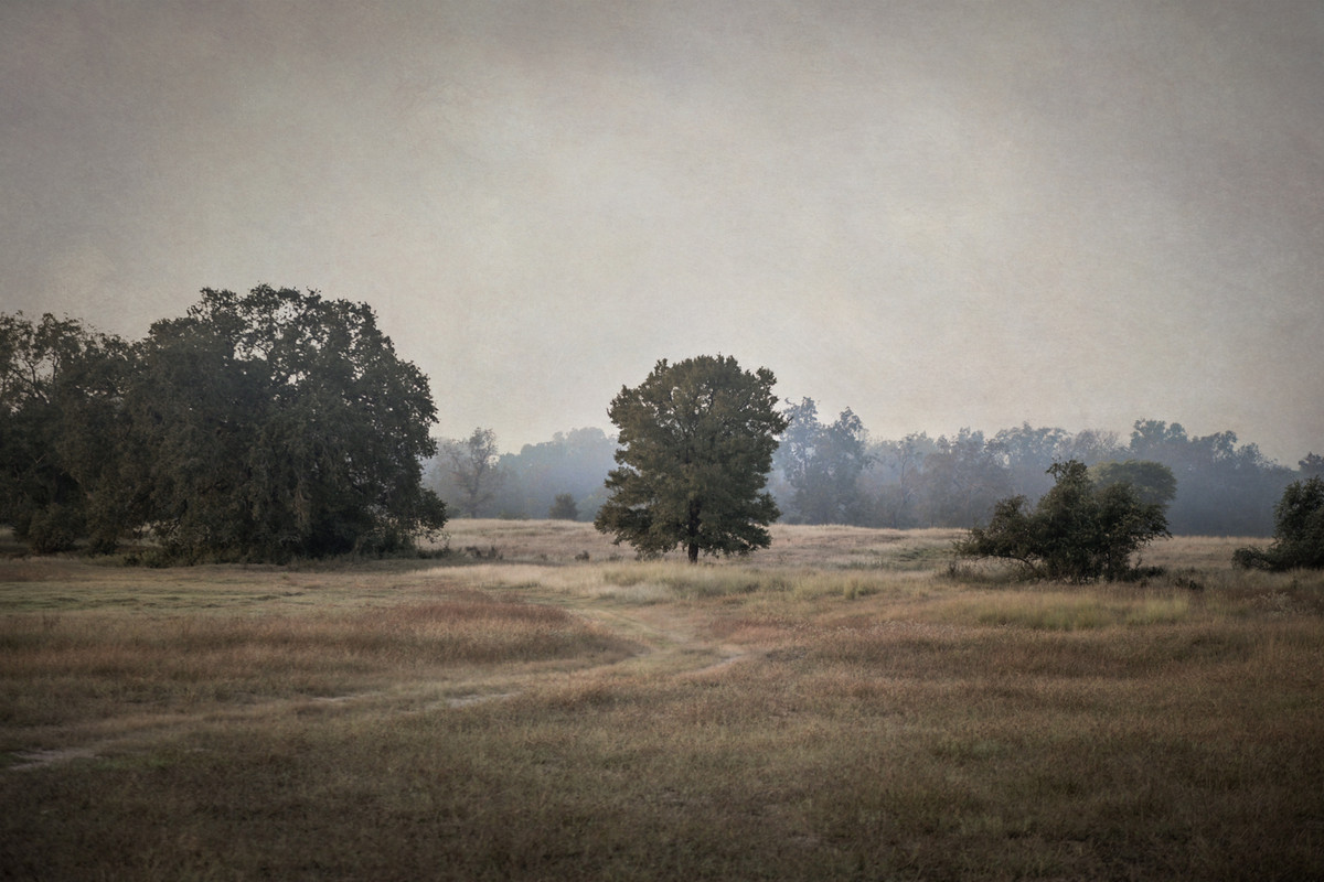 Tree in Mist