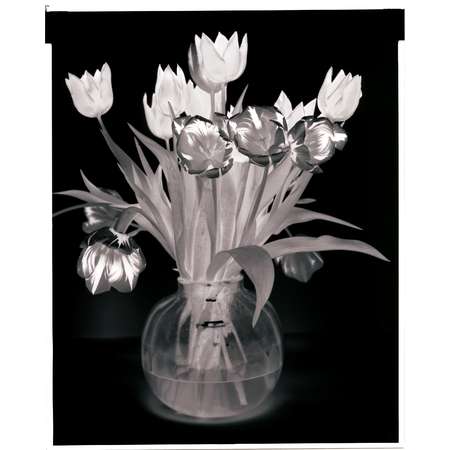 Tulips in Vase