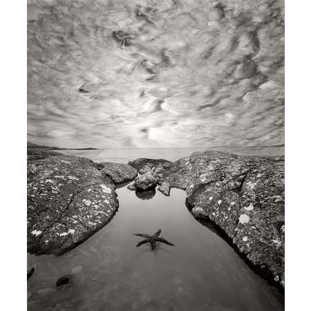 Untitled (Starfish)