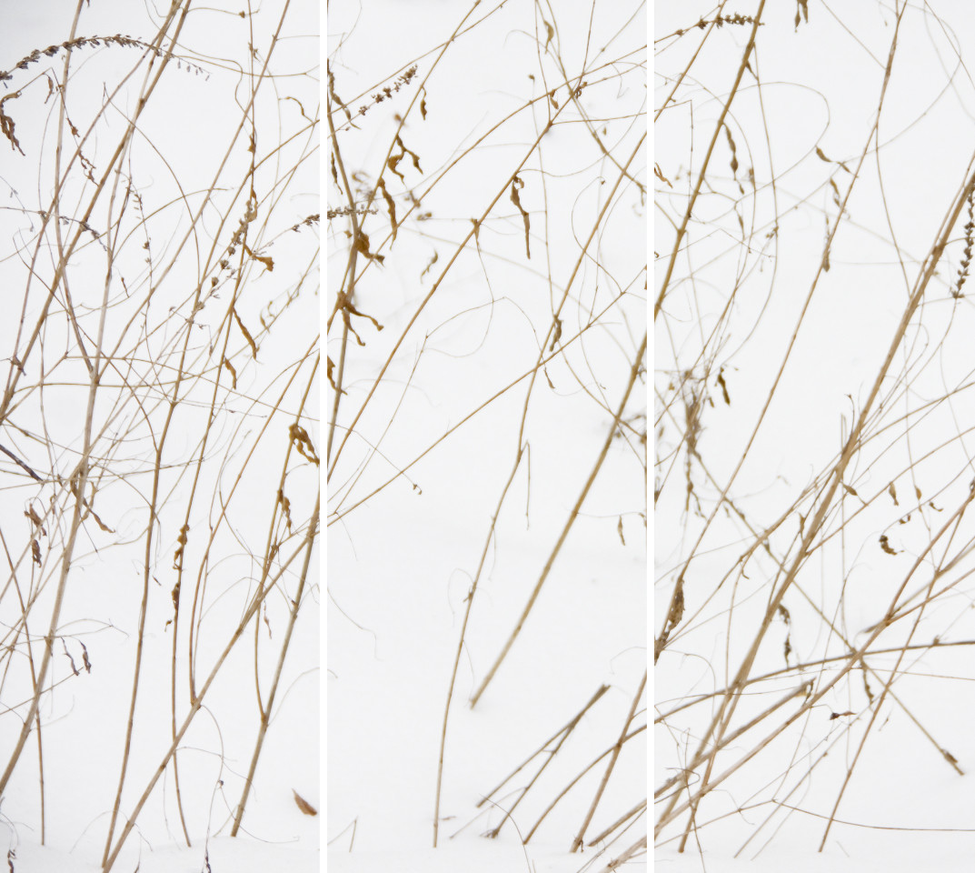 Winter Grasses (Tangle)