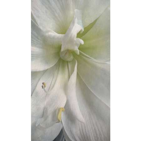 Amaryllis I