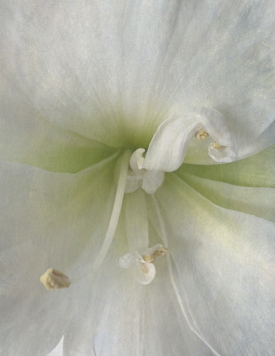 Amaryllis III