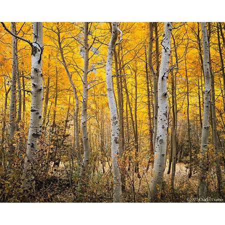 Aspen, Autumn, June Lake