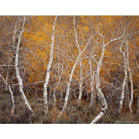 Aspen Dance, Autumn, June Lake