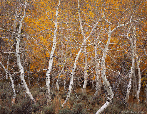 Aspen Dance, Autumn, June Lake