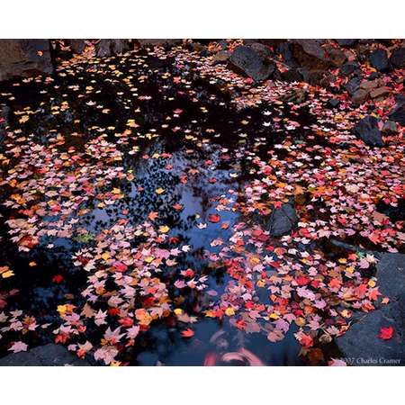 Autumn Abstract, Pond, Acadia, Maine