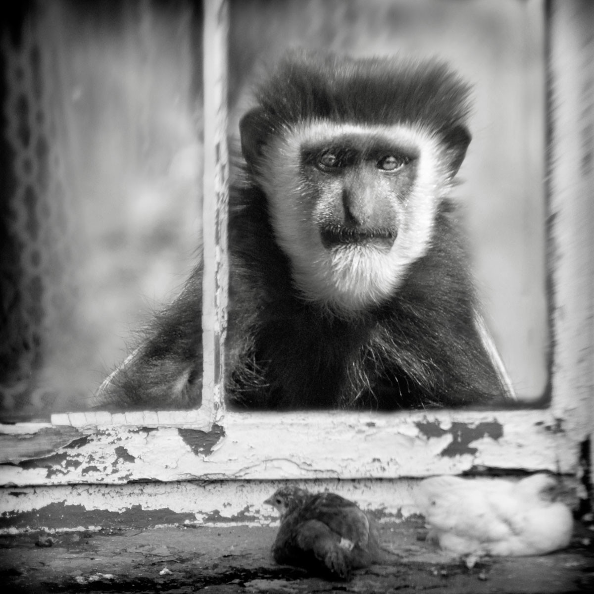 Colobus in Window with Chickens