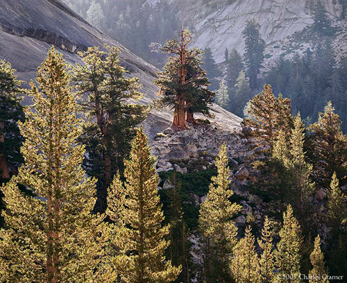 Backlit Pines, Pywiack Dome, Yosemite