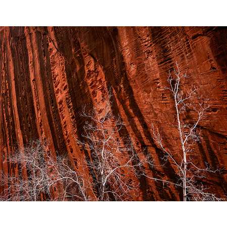 Budding Trees, Spring, Kolob Canyon, Zion