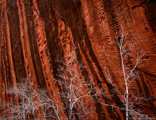 Budding Trees, Spring, Kolob Canyon, Zion