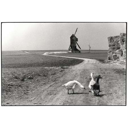 Untitled, Beauce, France (Three Geese)