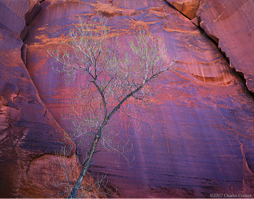 Cottonwood, Canyon Wall, Escalante Canyon, Utah