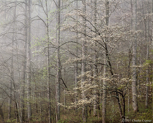 Dogwood, Morning Fog, Smoky Mountains