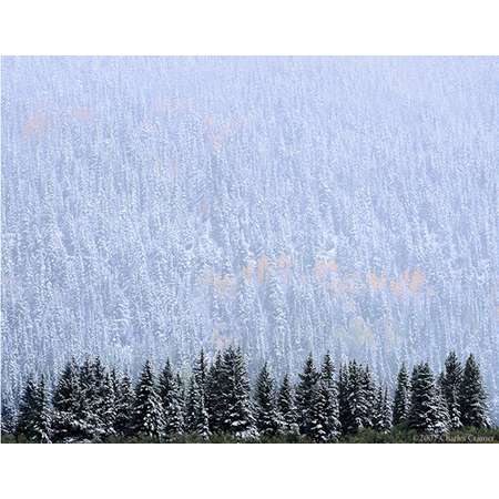 Evergreen and Aspen, Autumn Snow, near Telluride, CO