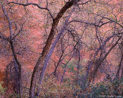 Gambel Oak, Harris Wash, Utah