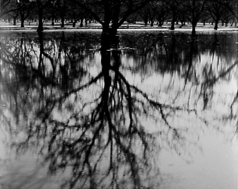 Tree Reflections