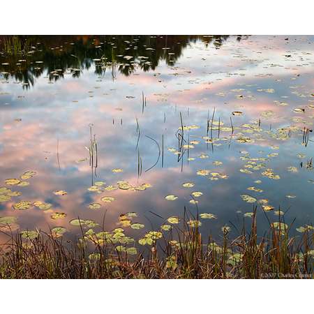 Lillypads, Pool, Sunset, New Hampshire