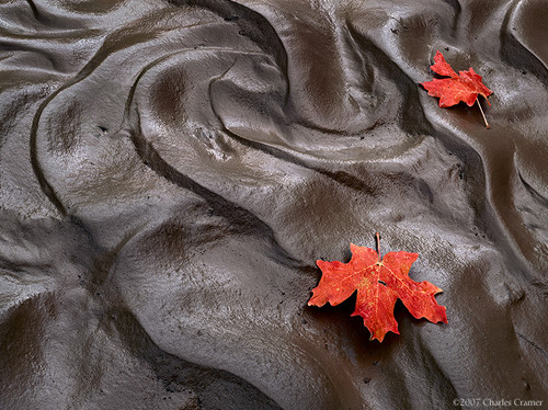 Maple Leaves, Mud, Clear Creek, Zion