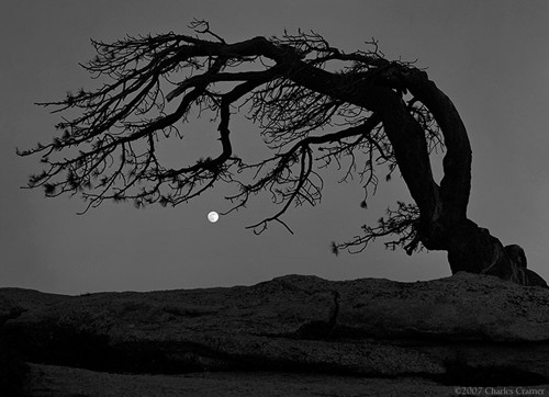 Moon, Jeffrey Pine, Sentinel Dome, Yosemite