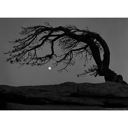 Moon, Jeffrey Pine, Sentinel Dome, Yosemite