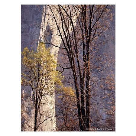 Morning Light, El Capitan, Yosemite