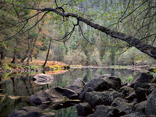 Overhanging Branch, Merced River, Yosemite