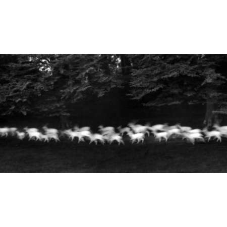 Running White Deer, County Wicklow, Ireland, 1967