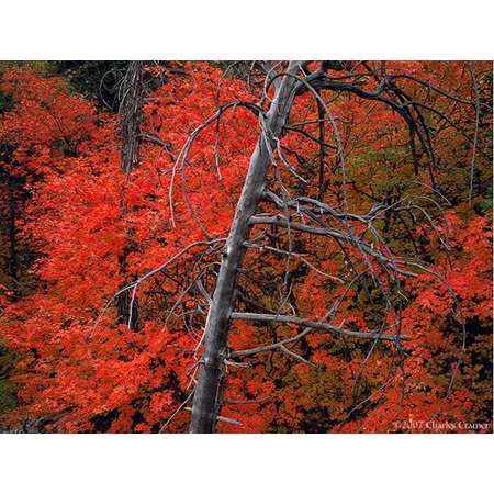 Snag and Maples, Autumn, Zion