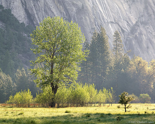 Spring Morning, Ahwahnee Meadow, Yosemite