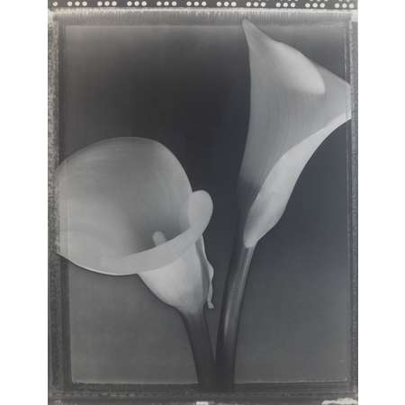 Solarized Calla Lillies