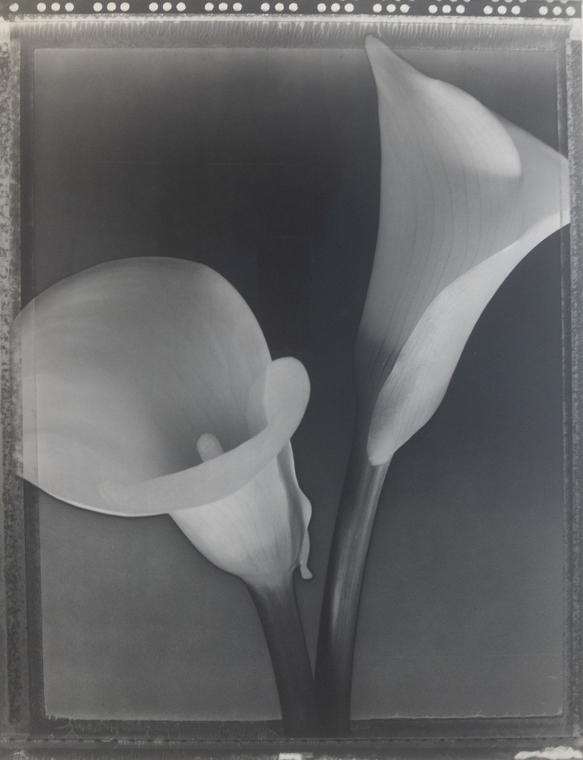 Solarized Calla Lillies