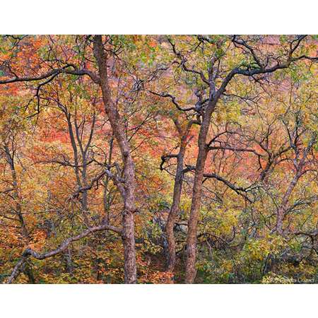 Tree Detail, Autumn, Zion Valley, Utah