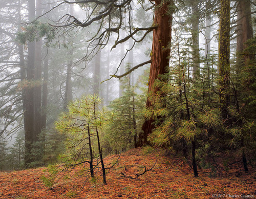 Trees in Fog, Wawona Road