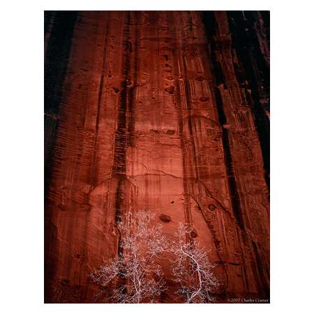 Trees, Rock Wall, Kolob Canyon, Zion